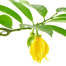 Ylang Ylang Pure Floral Absolutes 1